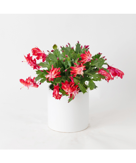 Luxury Christmas Cactus Zygo