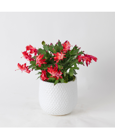 Zygo Christmas Cactus TX-Freytag’s Florist 