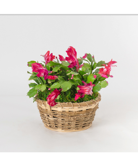 Red Zygo Christmas Cactus Garden