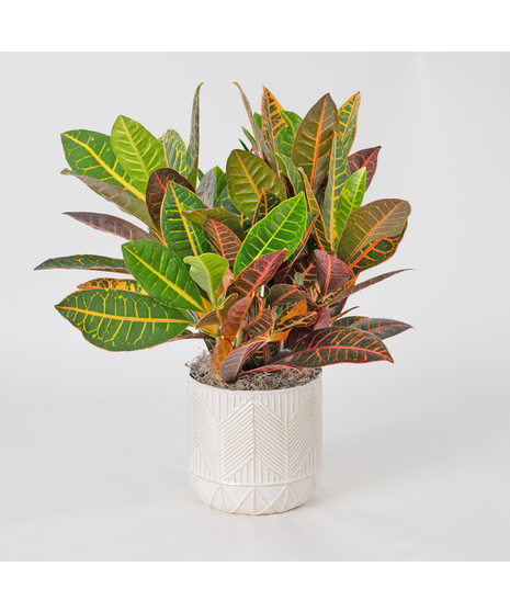 This 6 in. boldly colorful foliage of the Croton tropical perennial makes this plant the perfect plant to add bold splashes of color in the office or home.