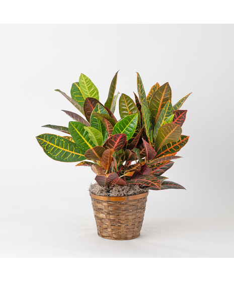 Croton Plant