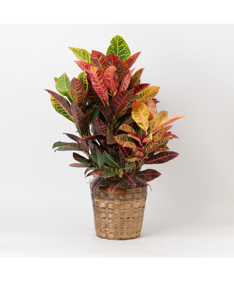This 8 in. boldly colorful foliage of the Croton tropical perennial makes this plant the perfect plant to add bold splashes of color in the office or home.