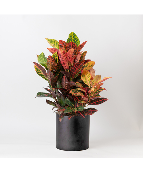 This 8 in. boldly colorful foliage of the Croton tropical perennial makes this plant the perfect plant to add bold splashes of color in the office or home.
