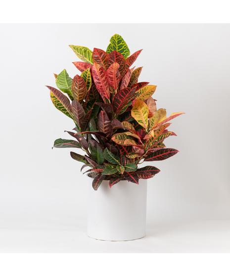 Medium Croton
