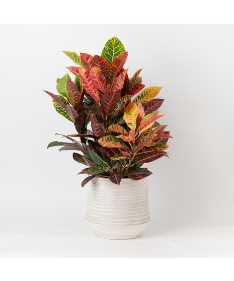 This 8 in. boldly colorful foliage of the Croton tropical perennial makes this plant the perfect plant to add bold splashes of color in the office or home.