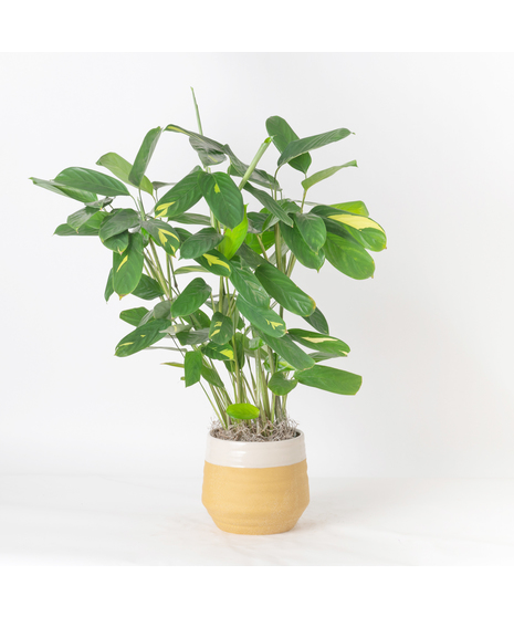 Brighten up any space with the vibrant charm of the 6