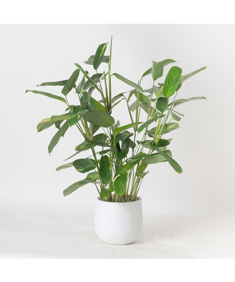 Brighten up any space with the vibrant charm of the 6