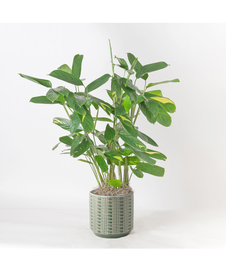 Brighten up any space with the vibrant charm of the 6