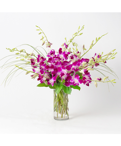 Dendrobium Orchids