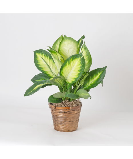Dieffenbachia Tropic Marianne