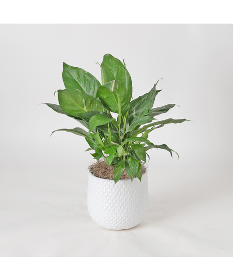 Spathiphyllum plant in a wicker basket.