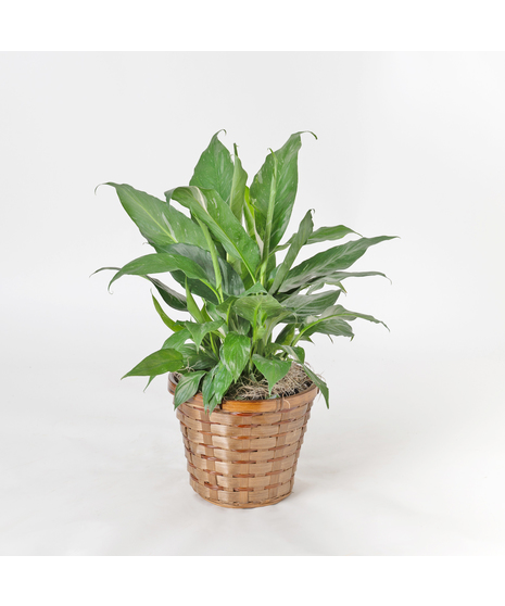 Dominoe Spathiphyllum Plant