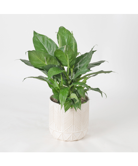 Spathiphyllum plant in a wicker basket.