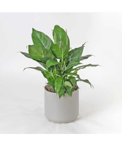 Spathiphyllum plant in a wicker basket.