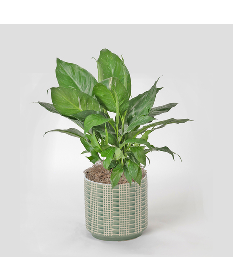 Spathiphyllum plant in a wicker basket.