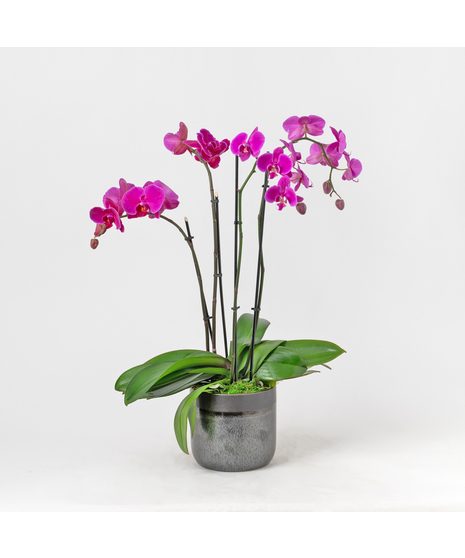 Orchid Night