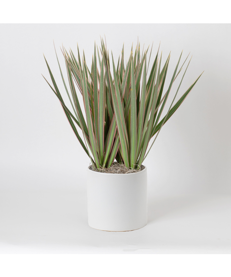 Deluxe Marginata Tricolor