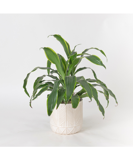 This 6 in. Dracaena Janet Craig plant is part of the vast Dracaena plant family and is also known as Dracaena deremensis