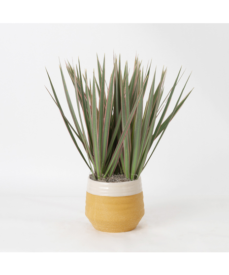 The Marginata Tricolor is a striking plant that adds bold color and style to any space.