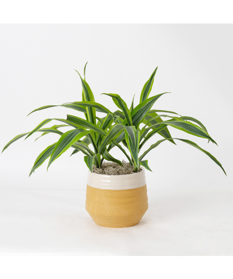 The Dracaena Warneckii Lemon Lime is an eye-catching houseplant, boasting bright green leaves accented with lemon-yellow and white stripes, creating a vibrant display.