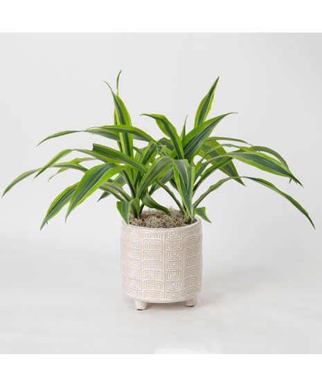 The Dracaena Warneckii Lemon Lime is an eye-catching houseplant, boasting bright green leaves accented with lemon-yellow and white stripes, creating a vibrant display.