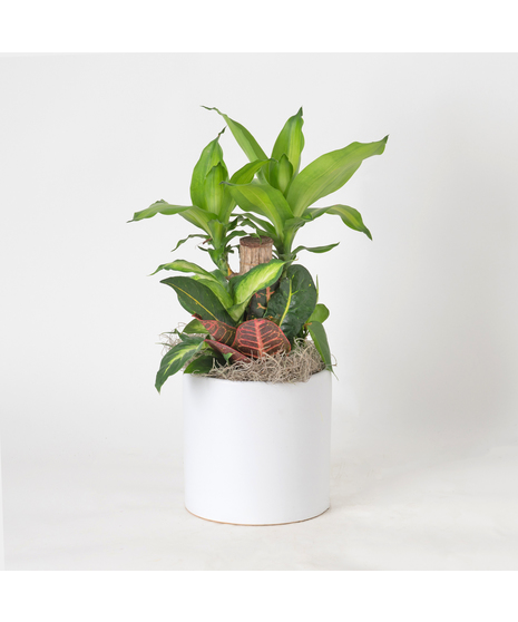 Bring a touch of modern elegance to your space with the Moonlight Philodendron in a 6-inch pot.