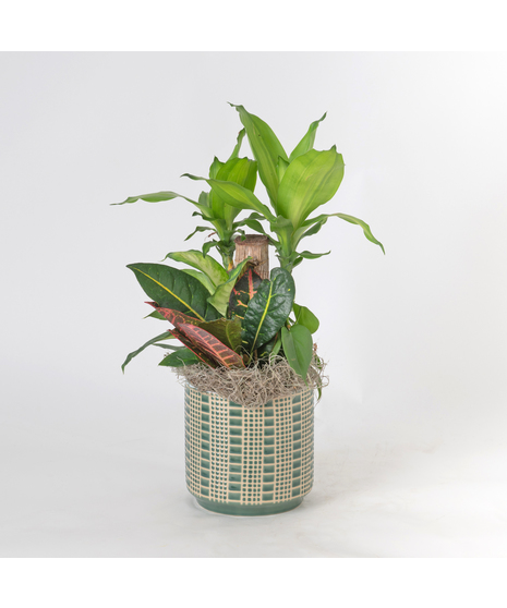 Deluxe Dracaena Living Garden