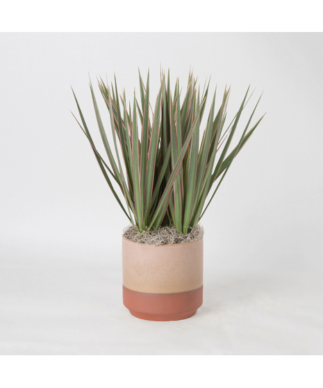 The Marginata Tricolor is a striking plant that adds bold color and style to any space.
