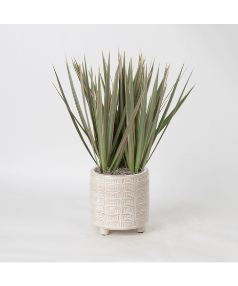 The Marginata Tricolor is a striking plant that adds bold color and style to any space.