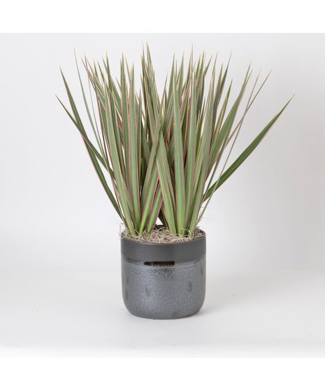 The Marginata Tricolor is a striking plant that adds bold color and style to any space.