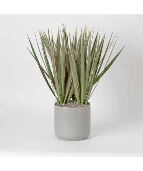 The Marginata Tricolor is a striking plant that adds bold color and style to any space.