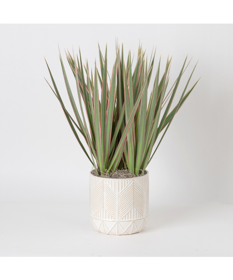 The Marginata Tricolor is a striking plant that adds bold color and style to any space.