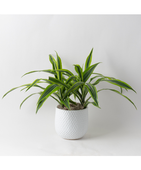 Deluxe Dracaena Warneckii
