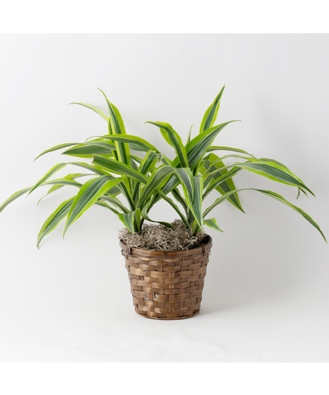Dracaena Warneckii