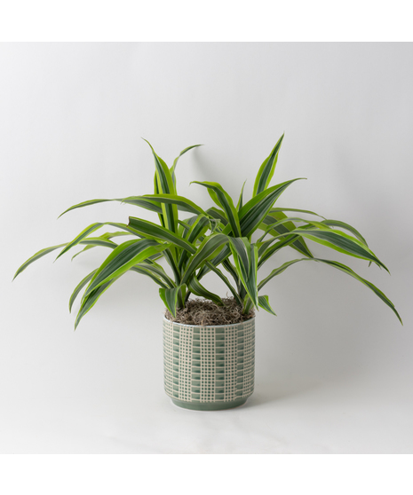 Deluxe Dracaena Warneckii