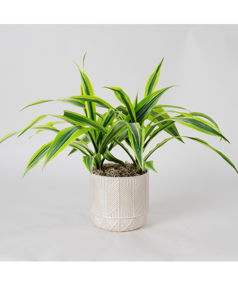 The Dracaena Warneckii Lemon Lime is an eye-catching houseplant, boasting bright green leaves accented with lemon-yellow and white stripes, creating a vibrant display.