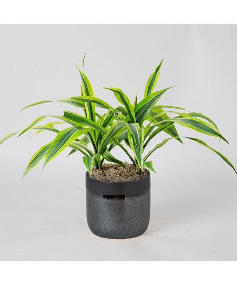 The Dracaena Warneckii Lemon Lime is an eye-catching houseplant, boasting bright green leaves accented with lemon-yellow and white stripes, creating a vibrant display.