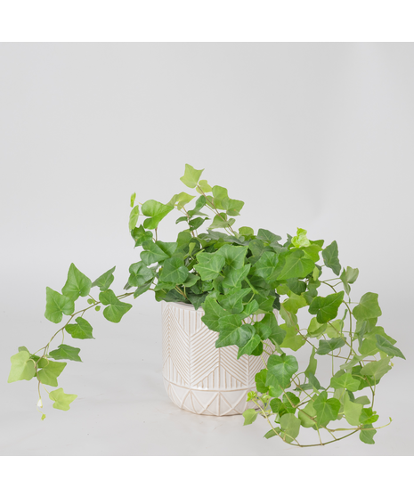 The classic English Ivy is a timeless favorite, loved for its lush, trailing vines and elegant, evergreen leaves.