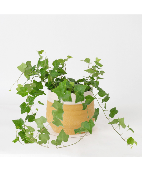 The classic English Ivy is a timeless favorite, loved for its lush, trailing vines and elegant, evergreen leaves.