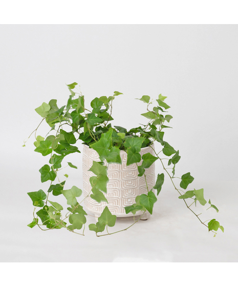 The classic English Ivy is a timeless favorite, loved for its lush, trailing vines and elegant, evergreen leaves.