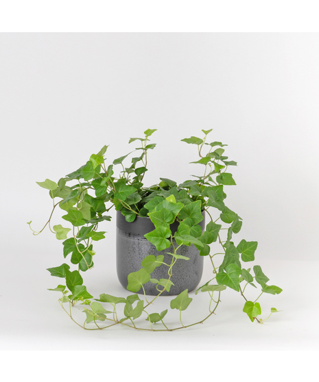 Deluxe English Ivy