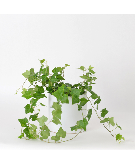 The classic English Ivy is a timeless favorite, loved for its lush, trailing vines and elegant, evergreen leaves.