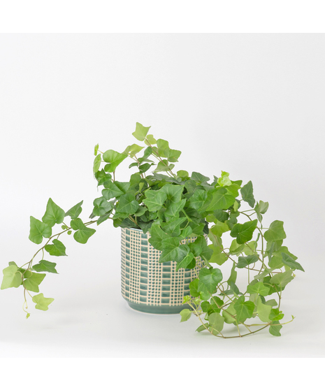 The classic English Ivy is a timeless favorite, loved for its lush, trailing vines and elegant, evergreen leaves.
