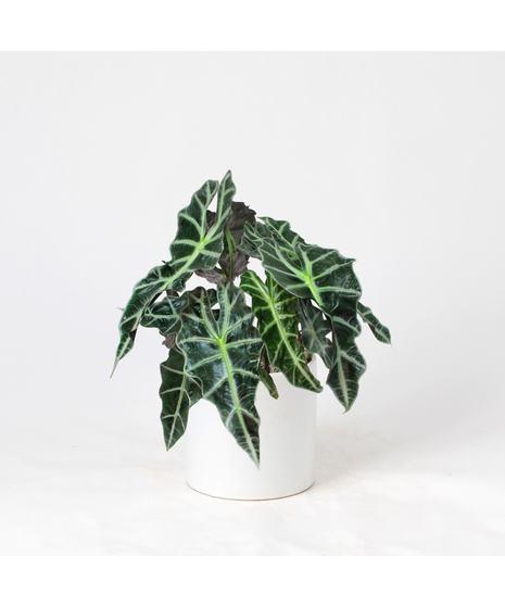 Bring a bold and tropical touch to any space with our Alocasia in an upgraded 6