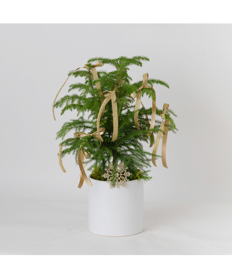 Deluxe Norfolk Pine Tree