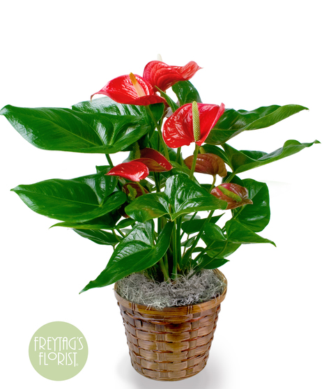 Blooming Anthurium