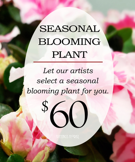 Custom Design Seasonal Blooming Plant