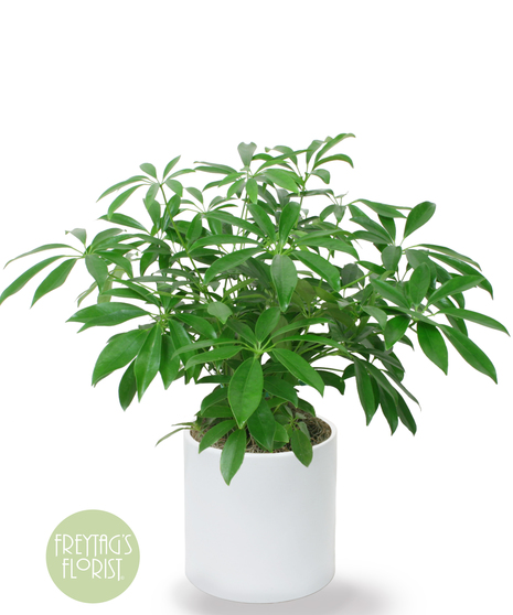 This 6 in. Deluxe Arboricola plant is easy to care for and loves sunlight with its upgraded ceramic container.