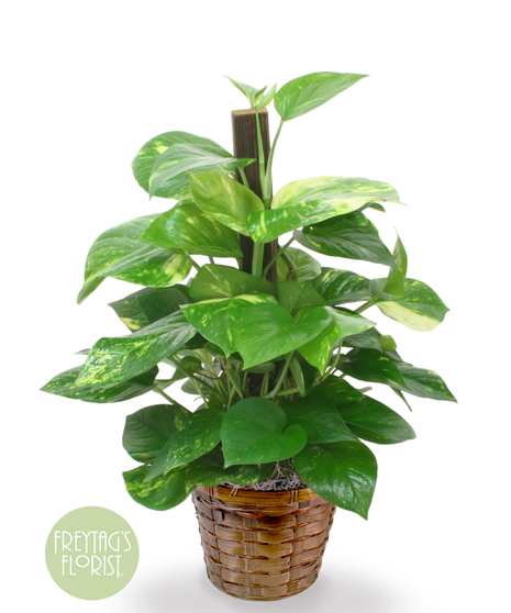 This Pothos Pole Ivy plant is started up with a complimentary pole and is so easy to care for. The perfect plant to send a loved one or decorate an empty space.