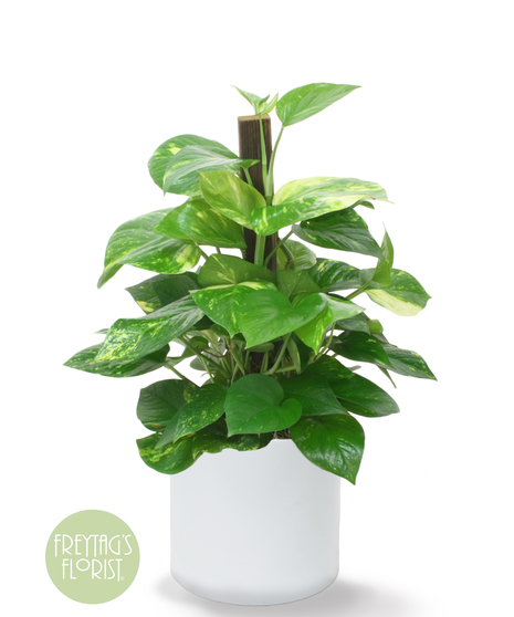 This Pothos Pole Ivy plant is started up with a complimentary pole and is so easy to care for. The perfect plant to send a loved one or decorate an empty space.